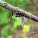 Spined Micrathena