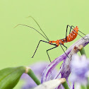Milkweed Assassin Bug Nymph