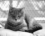 Cat Asleep On The Bed