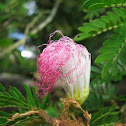 Monkeypod Flower