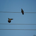 Rock pigeon