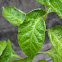 leaves