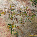 California Black Oak