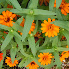 zinnia