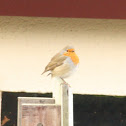 Roodborstje (European Robin)