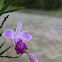 Cattleya orchid