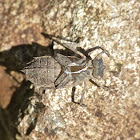 Dragonfly nymph (exuviae)