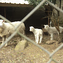 sheep