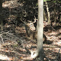 White-tailed Deer
