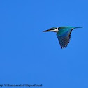 Collared Kingfisher