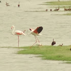 Greater Flamingo