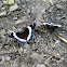 White Admirals