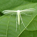 Plume moth