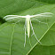 Plume moth