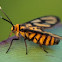 Amata Wasp Moth
