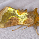 Burnished Brass