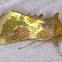 Burnished Brass