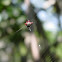 Spiny Orb Weaver