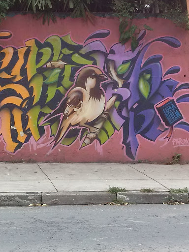 Graffiti Pássaro