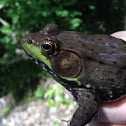 Northern green frog