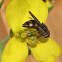 Hover Fly