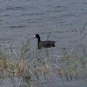 American coot