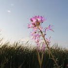 Spider Flower