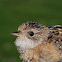 Sedge Wren