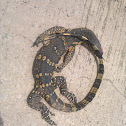 Water monitor