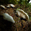 Crepidotus
