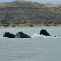 Southern right whale