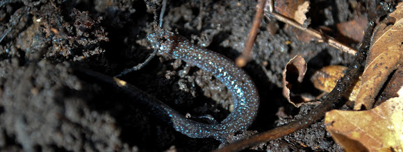 Spotting Image 1