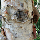 River Birch