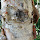 Bark's Stories (Texas)