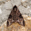 Sphingidae