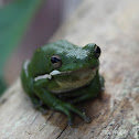 Green Tree Frog