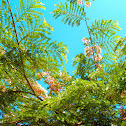 Poinciana regia
