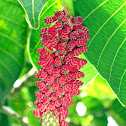 Unusual Tree