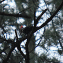 Pileated Woodpecker