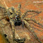 Wolf Spider