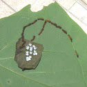 io moth larvae