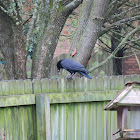 American Crow