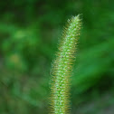 Foxtail