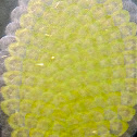 Tortricid moth eggs