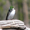Violet Green Swallow