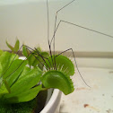 Venus flytrap