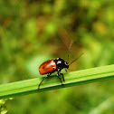 Cylindrical Leaf Beetle