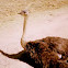 Ostrich