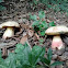 Boletus calopus