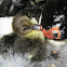 Muscovy Duck (Cairina moschata)